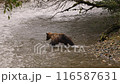 Young Bear chasing trying to catch salmon. Grizzly bear cub foraging in fall, fishing for salmon. Brown Bear in river in coastal British Columbia near Bute inlet and Campbell River. Animals in Canada 116587631