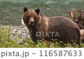 Grizzly Bear walking by river after catching salmon. Brown bear foraging in fall fishing for salmon. Brown bear in costal British Columbia near Bute inlet and Campbell River, Canada 116587633