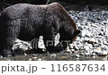 Bear eating salmon. Grizzly bear foraging in fall, fishing for salmon. Brown Bear in river in coastal British Columbia near Bute inlet and Campbell River. Amazing animals and wildlife in Canada. 116587634