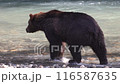 Grizzly Bear walking in river looking for catching salmon. Big brown bear foraging in fall fishing for salmon. Brown bear in costal British Columbia near Bute inlet and Campbell River, Canada 116587635