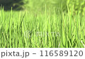 緩やかな風に揺れる緑 116589120