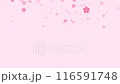 Falling sakura flowers animation. Pink sakura flowers flying in the air. Sakura flowers. Sakura flower background. Floral spring background. Motion graphic 116591748