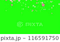 Falling sakura flowers animation. Pink sakura flowers flying in the air. Sakura flowers. Sakura flower background. Floral spring background. Motion graphic 116591750