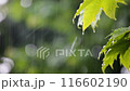 雨が当たる緑の葉 116602190