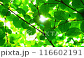 緑の木々の間から日射しが差し込む 116602191