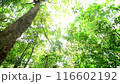 日射しが差し込む明るい森 116602192
