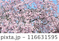 満開の枝垂れ桜 満開の枝垂れ桜 116631595