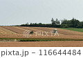 麦刈り 116644484