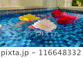 旋轉七彩海棠花 旋轉七彩海棠花 116648332