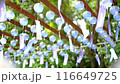 Minase Shrine Wind Chimes 116649725