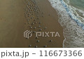 a flock of white small birds on the seashore on the sand view fron top drone in Goa 116673366