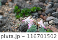 Dicentra blooming on Mt. Akita-Komagatake in the summer 116701502