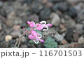 Dicentra blooming on Mt. Akita-Komagatake in the summer 116701503