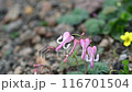 Dicentra blooming on Mt. Akita-Komagatake in the summer 116701504
