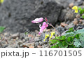 Dicentra blooming on Mt. Akita-Komagatake in the summer 116701505