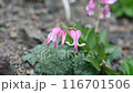 Dicentra of Akita Komagatake swaying in the wind 116701506