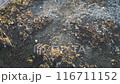 A rocky shoreline with a body of water in the foreground 116711152