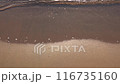 Soft wave of the sea on the sandy beach. Sea wave and gold sand. 116735160