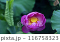 美麗的粉紅色蓮花盛開和蜜蜂活躍活動的間隔攝影 116758323