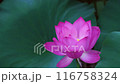 美麗的粉紅色蓮花和活躍的蜜蜂的快拍 116758324
