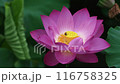 一朵蓮花和一隻蜜蜂，一次又一次地墜落，最後墜落。 116758325