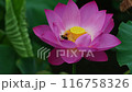 接下來，我們來看看美麗的粉紅色荷花和活躍的蜜蜂活動。 116758326
