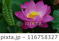 走開吧，美麗的粉紅荷花和活潑的蜜蜂都是我的。 116758327