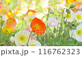 Colorful poppy flowers in full bloom swaying in the wind. Colorful poppy flower field, deserted background with copy space 116762323