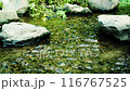 The murmur of a stream, the surface of the water 116767525