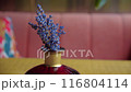Fresh lavender in a vase 116804114