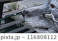 水上飛行機　狼のモニュメント 116808112