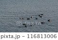 福岡市東區博多灣尋找食物的鴨子 116813006