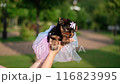Yorkshire Terrier Puppy Sitting on Green Grass. Fluffy, cute dog Looks at the Camera. Domestic pets 116823995