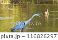 灰鷺 116826297