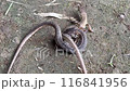 蟻に集られながらも交尾をするカナヘビ 116841956