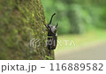 A rhinoceros beetle climbing a tree trunk in summer 116889582
