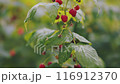 Bright red raspberries are ripening under the sunlight on green bushes in a farm 116912370