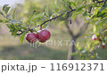 A detailed shot of ripe red apples covered in dew hanging from a tree branch in an orchard 116912371