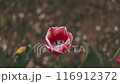 tulip close-up, top view 116912372