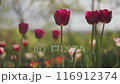 colorful tulips for gardens 116912374