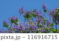 Jacaranda flowers in Nango, Nichinan City, Miyazaki Prefecture 116916715