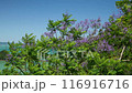 Jacaranda flowers in Nango, Nichinan City, Miyazaki Prefecture 116916716