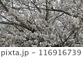 Cherry blossoms at Saitobaru Burial Mounds in Saito City, Miyazaki Prefecture 116916739