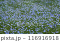 Nemophila at Ikoma Plateau, Kobayashi City, Miyazaki Prefecture 116916918