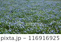 Nemophila at Ikoma Plateau, Kobayashi City, Miyazaki Prefecture 116916925