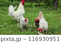 Portrait of a white rooster and hen walking on a green lawn.  116930951