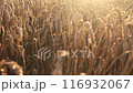 Landscape: ripe wheat in the rays of the warm setting sun. Soft focus 116932067