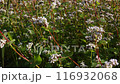A field of blooming buckwheat on a summer sunny day 116932068