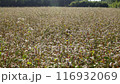 Buckwheat blossoming in a field on a summer sunny day 116932069