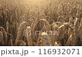 Ripe ears of wheat in the rays of the setting sun 116932071